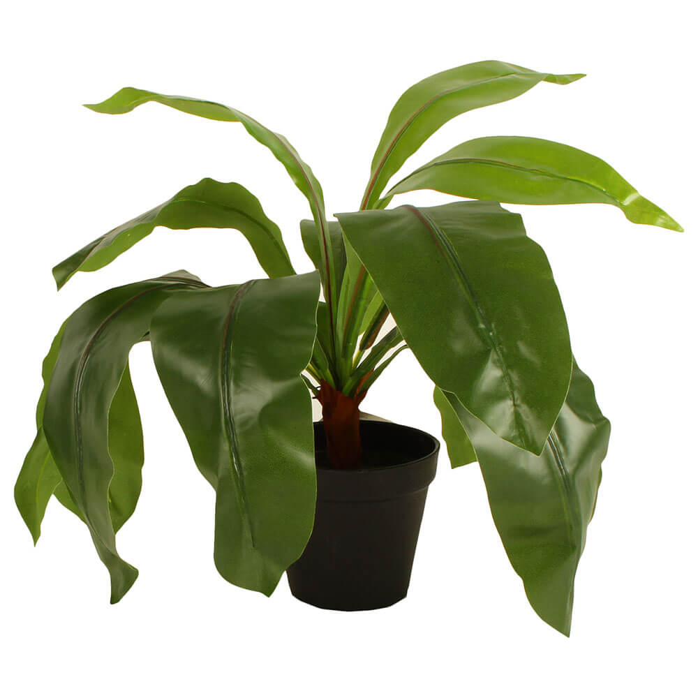 Fern Leaves in Plastic Pot 50cm