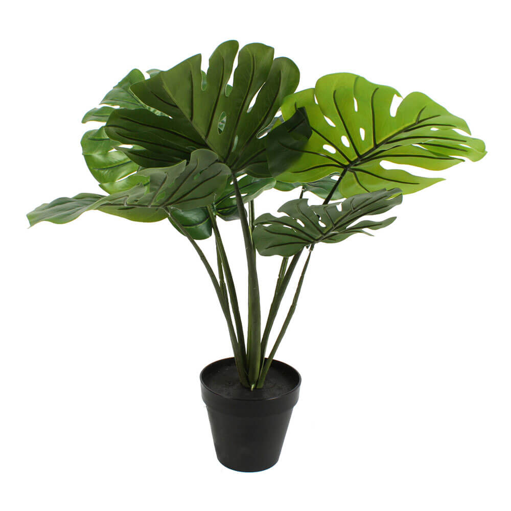 Plant in pot 60 cm