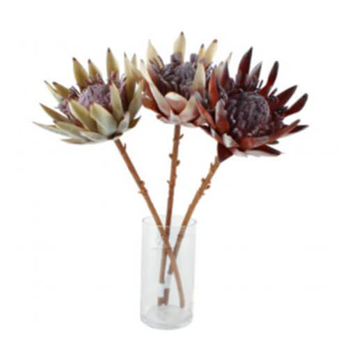 Dried King Protea Flower