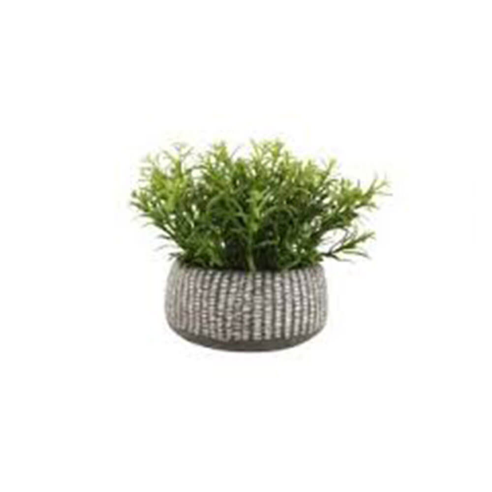 Herb in Cement Pot (21x17x9cm)