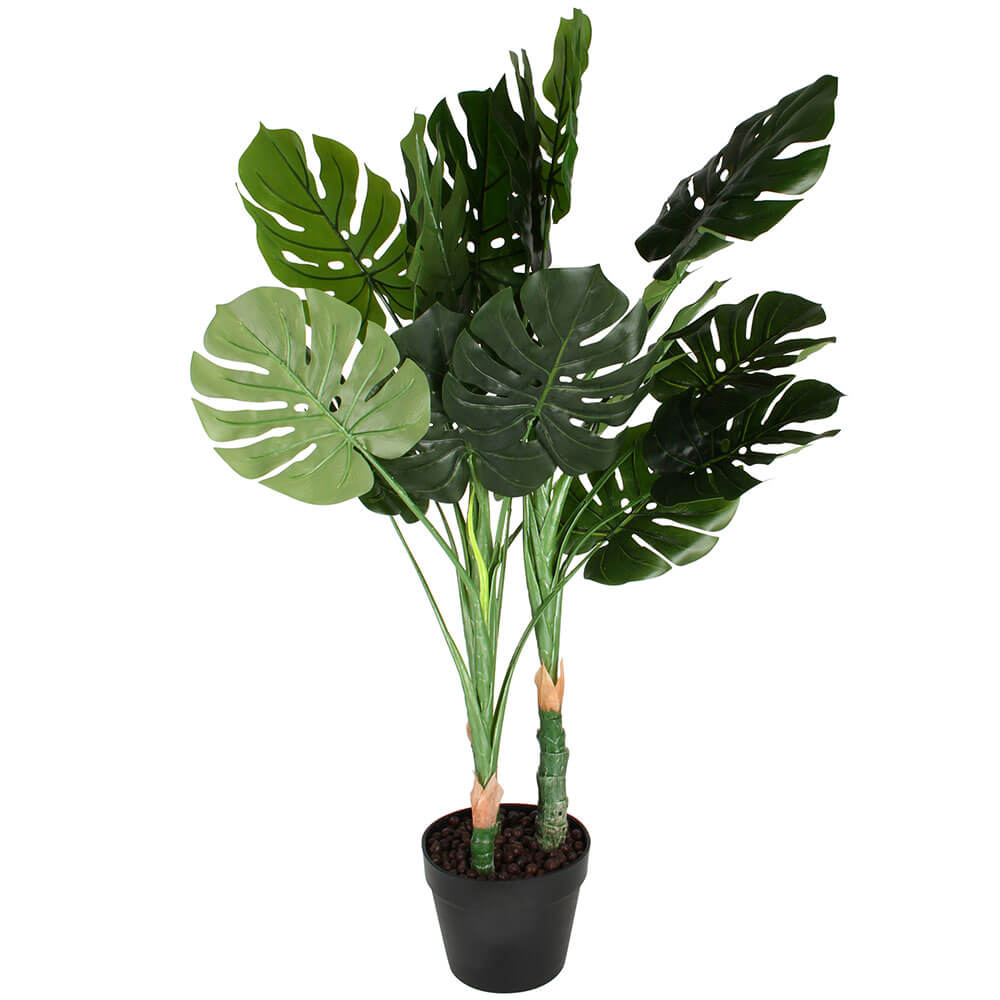 Monstera Plant w plastikowym doniczce